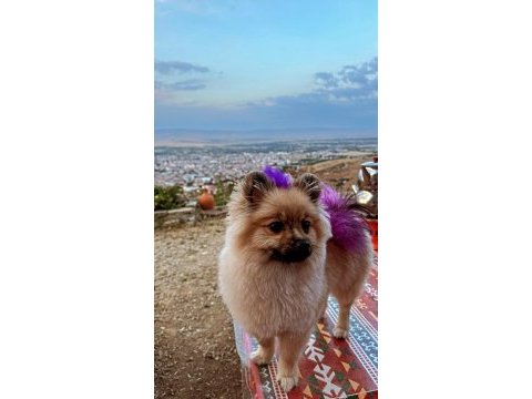 Pomeranian boo dişi