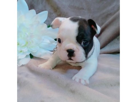 French bulldog yavruları