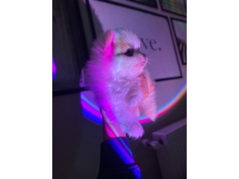 Erkek dişi pomeranian boo yavrular