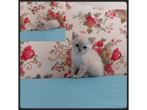British shorthair 45 günlük dişi yavru