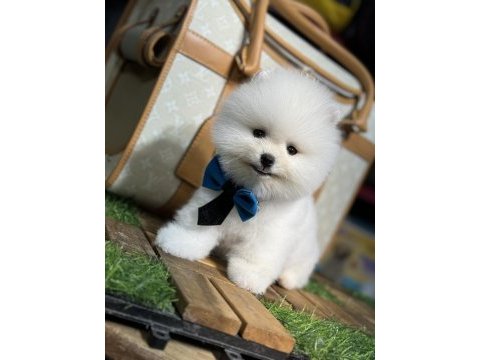 En mini boy pomeranian bebekler