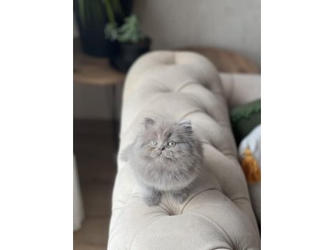 Üst düzey british longhair lilac yavrum