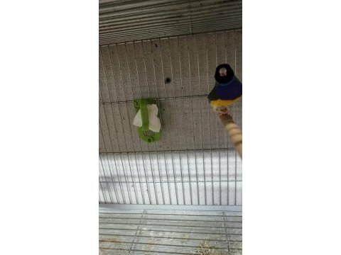 Sahibinden farklı renklerden ve cinslerden finch kuşlar