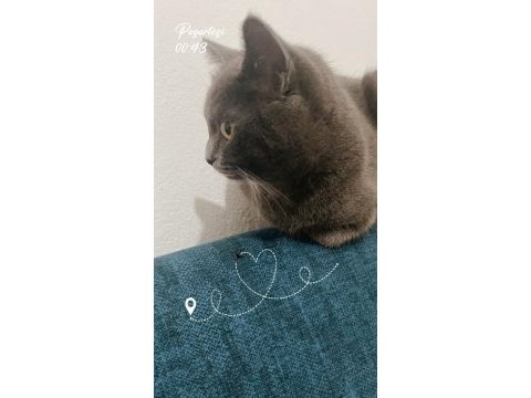 British shorthair kızıma eş arıyorum