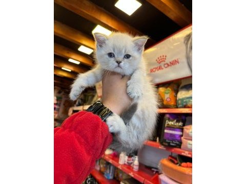 British shorthair yavruları