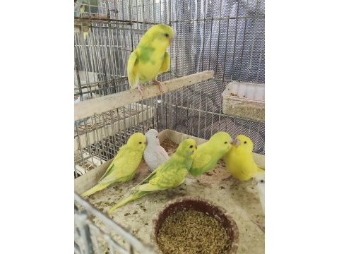 Ele alıştırmalık erkek 30 günlük bebek kuşlar