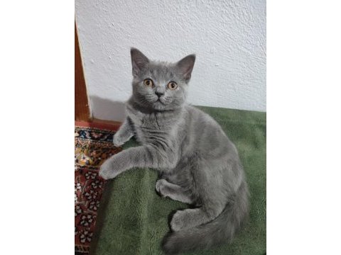 British shorthair yavrularımıza yuva arıyoruz