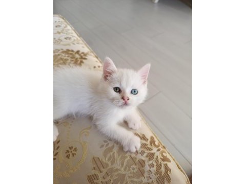Minik yavru kedim yuva arıyorum