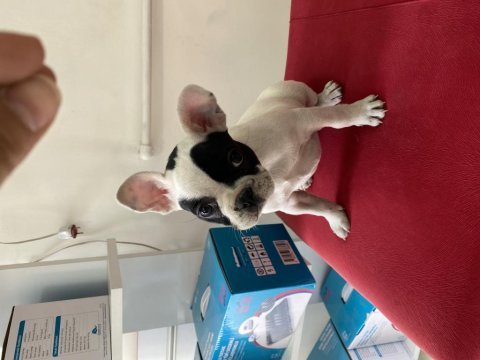 2 aylık akıllı güzel bulldog kız