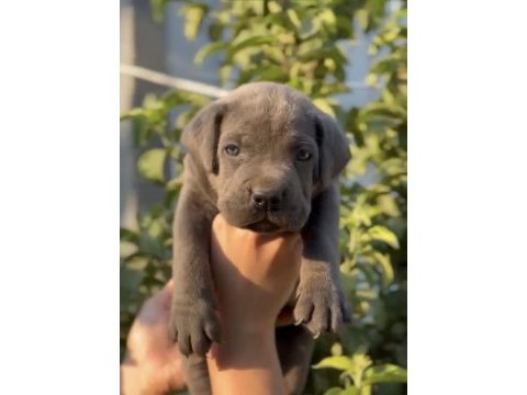 Cane corso blue