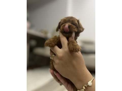 Güzeller güzelim poodle lucy