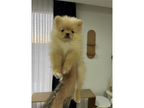 2 aylık pomeranian