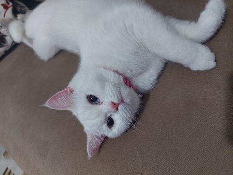 British shorthair 8 aylık kedimiz