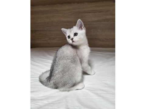 Çok oyuncu british shorthair yavrumuz
