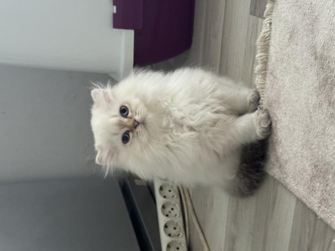 Dünyalar güzeli scottish fold bebekler