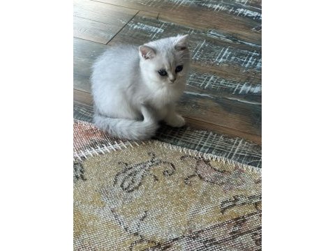 Safkan silver british shorthair