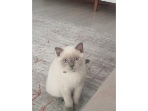 Kedimiz lucy yeni yuva arıyoruz