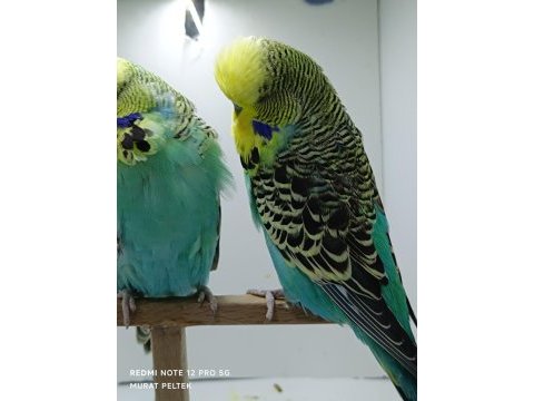 Show jumbo muhabbet kuşlar