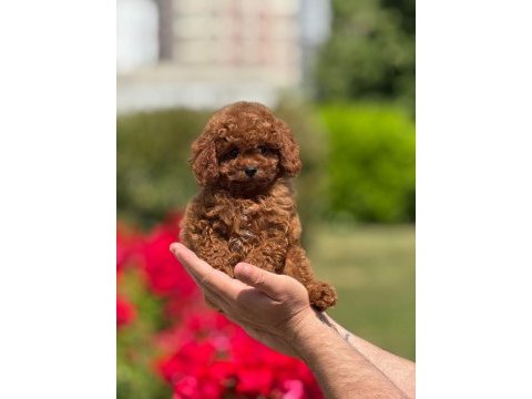 Toy poodle bebek köpekler