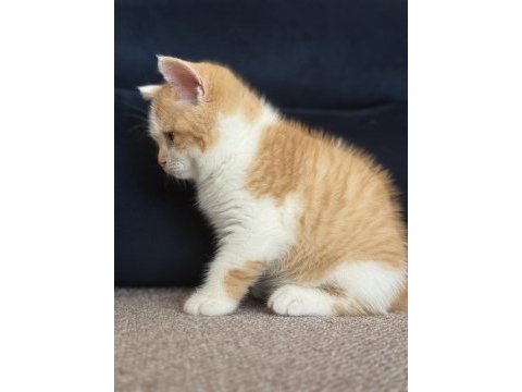 Safkan british shorthair red bicolor 3 aylık erkek