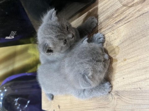 Bir erkek ve bir dişi scottish fold yavrularımız