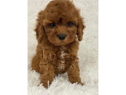 Üst kalite maltipoo yavrumuz teslime hazır
