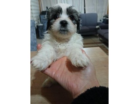 Terrier yavruları 2 erkek ve 1 dişi