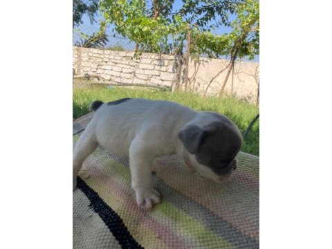 Anatomi harikası dişi french bulldog yavrumuz