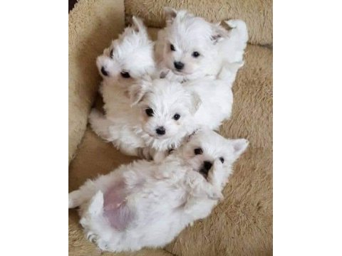 Maltese terrier ultra mini yavrularımız