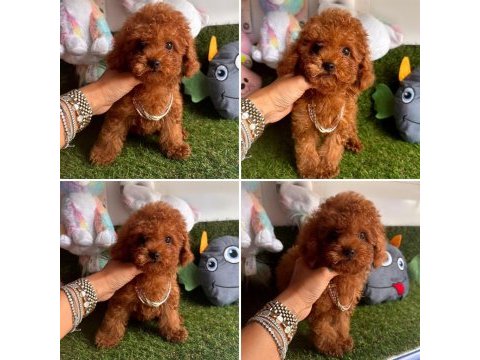 Kore kanı asil toy poodle yavrular