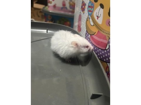 Uzun tüylü suriye hamsterları yeni sahiplerini bekliyor