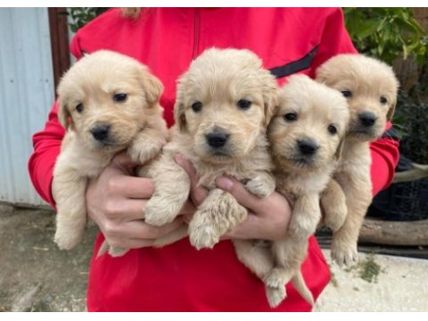 Golden retriever yavrularımız
