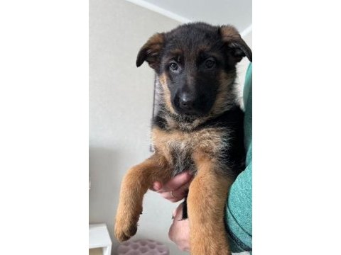 Alman kurdu köpeği yavrularımız