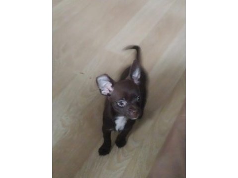 4 aylık erkek chihuahua