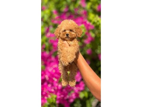 Toy poodle bebeklerimiz