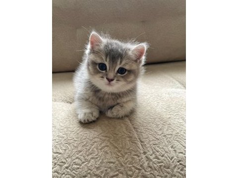 2 aylık british shorthair yavruları