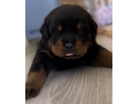 Grand türkiye şampiyonu yavruları rottweiler