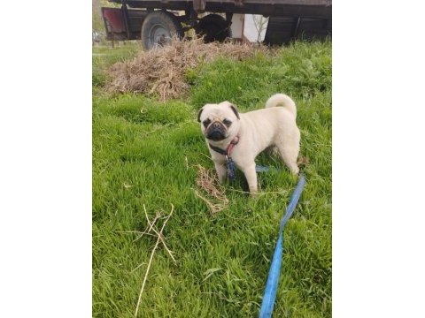 Evde çocuk olduğu için veriyoruz pug