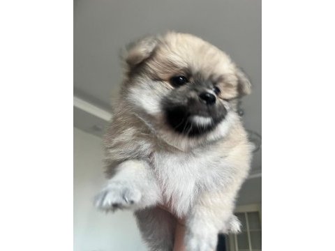Pomeranian dişi yavru