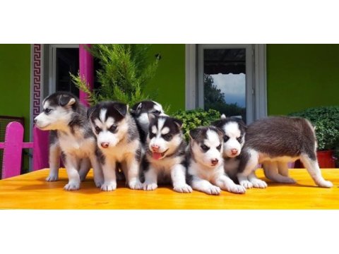 Husky sibirya kurdu