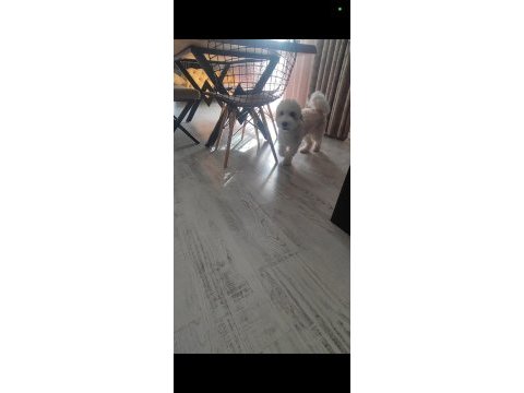 8 aylık erkek maltipoo yavrumuzu sahiplendirmek istiyoruz