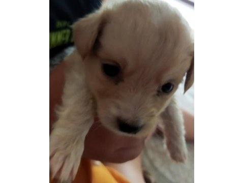 Maltipoo yavru