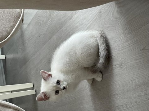 1 aylık british shorthair özel kediler