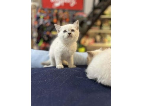Biblo güzelliğinde blue point british shorthair
