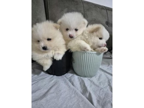 2 adet 8 haftalık erkek pomeranian yavru