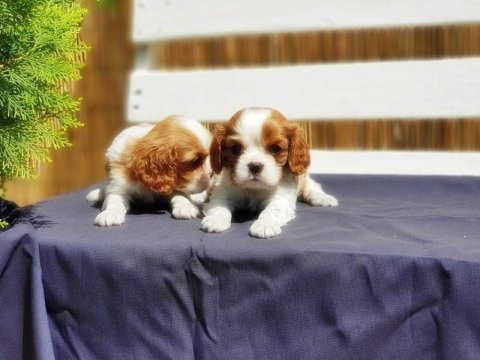 Cavalier king charles yavrusu