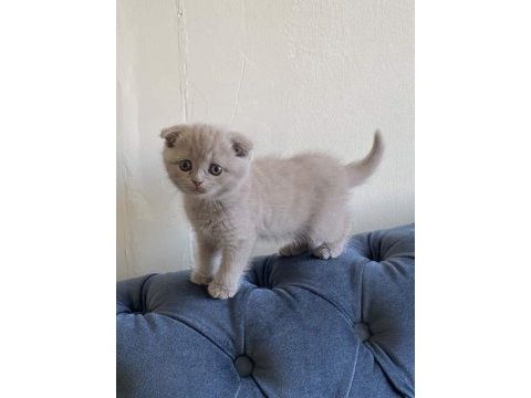 Scottish fold yavrularımız