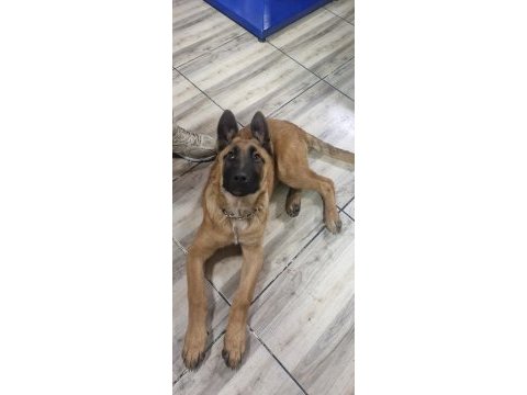 4 aylık belçika kurdu