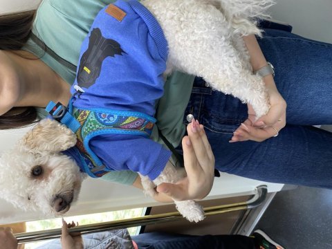 1 yaşında toy poodle