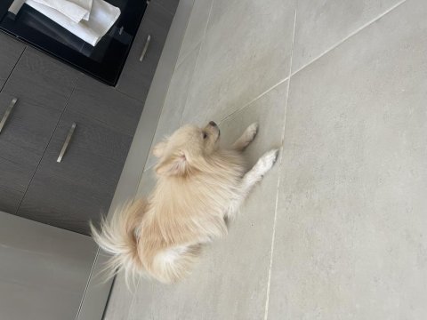 6.7 aylık erkek pomeranian